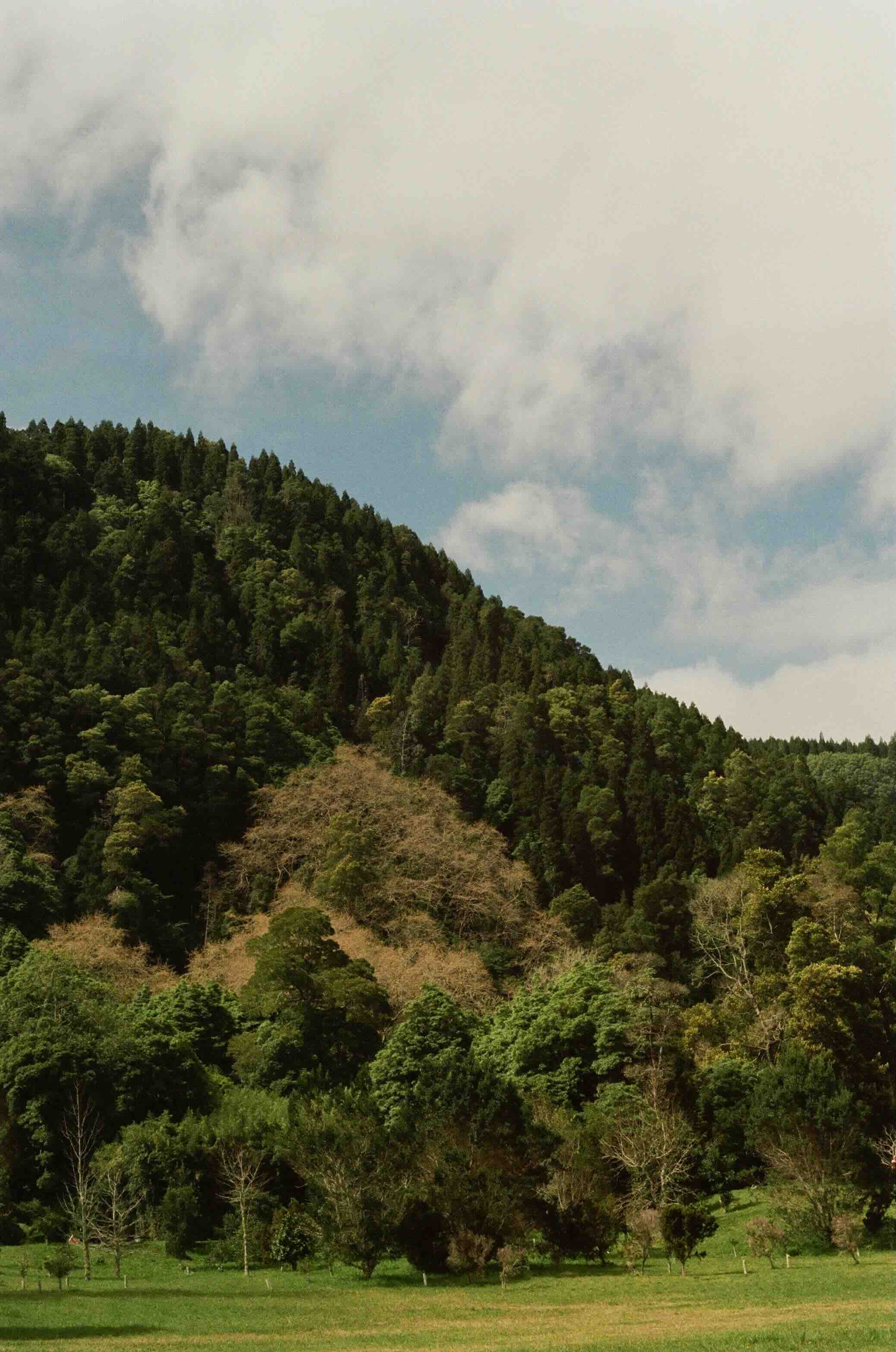 Mata Jardim José do Canto, São Miguel Island, Açores